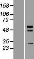 GORAB / SCYL1BP1 Protein (Over-Expression Lysate Myc-DDK (Flag))