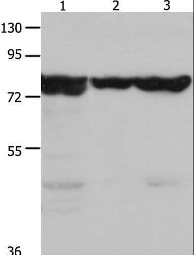 TRAP1 / HSP75 Antibody
