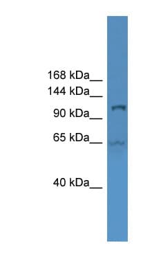 UBE1L2 / UBE1L2 Antibody (aa601-650)