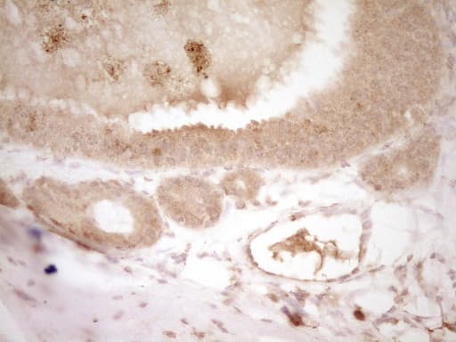 HGF / Hepatocyte Growth Factor Antibody (aa200-494, clone OTI3F2)