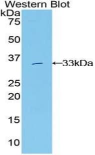 GRB7 Antibody (aa66-327, Cy3)