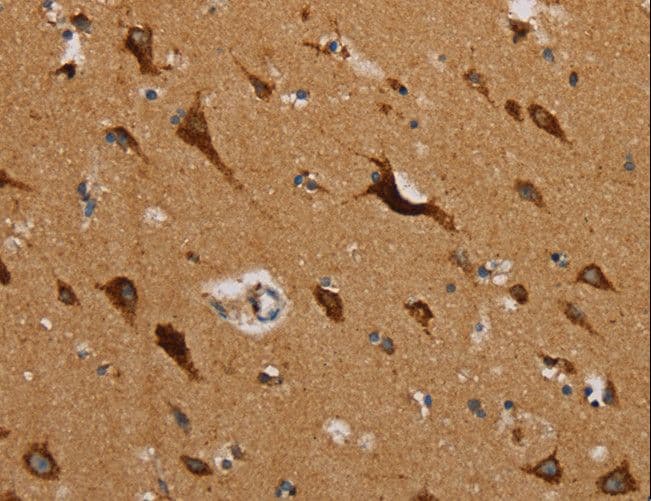 MRPL39 Antibody