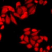 COPS2 / TRIP15 / ALIEN Antibody