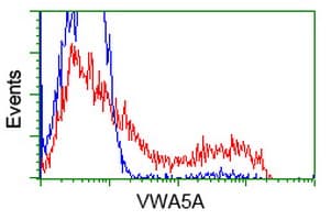 VWA5A Antibody (clone OTI3E10)