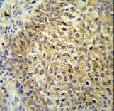 TMEM222 Antibody (aa107-135)