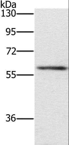 TRAFD1 / FLN29 Antibody