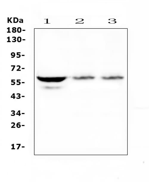 Polyclonal Rabbit anti-Human SOX10 Antibody (WB)