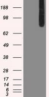BRAF / B-Raf Antibody (clone OTI1G8)