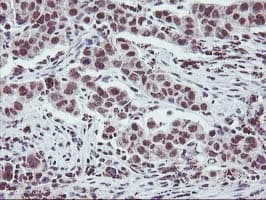 ZFP36 / Tristetraprolin Antibody (clone OTI1A2, Carrier-free)