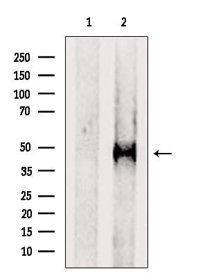PTPRR Antibody