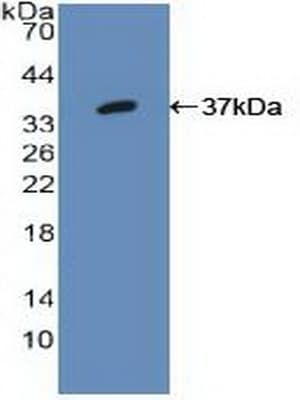IRF1 / MAR Antibody (aa11-276, Biotin)