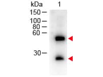Polyclonal Donkey Anti-Mouse IgG Secondary Antibody (HRP, IHC, WB)