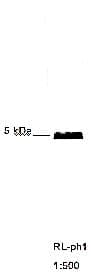 M13 Bacteriophage gp8 Antibody (clone RL-ph1)