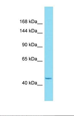 HEATR6 / ABC1 Antibody (aa286-335)