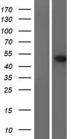 EME2 Protein (Over-Expression Lysate Myc-DDK (Flag))