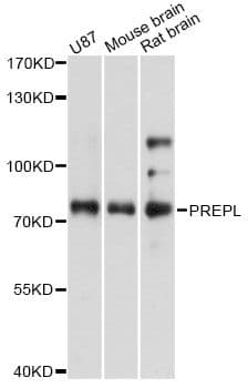 PREPL Antibody