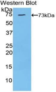 KL / Klotho Antibody (aa517-956)