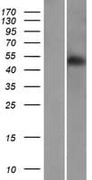 RINL Protein (Over-Expression Lysate Myc-DDK (Flag))