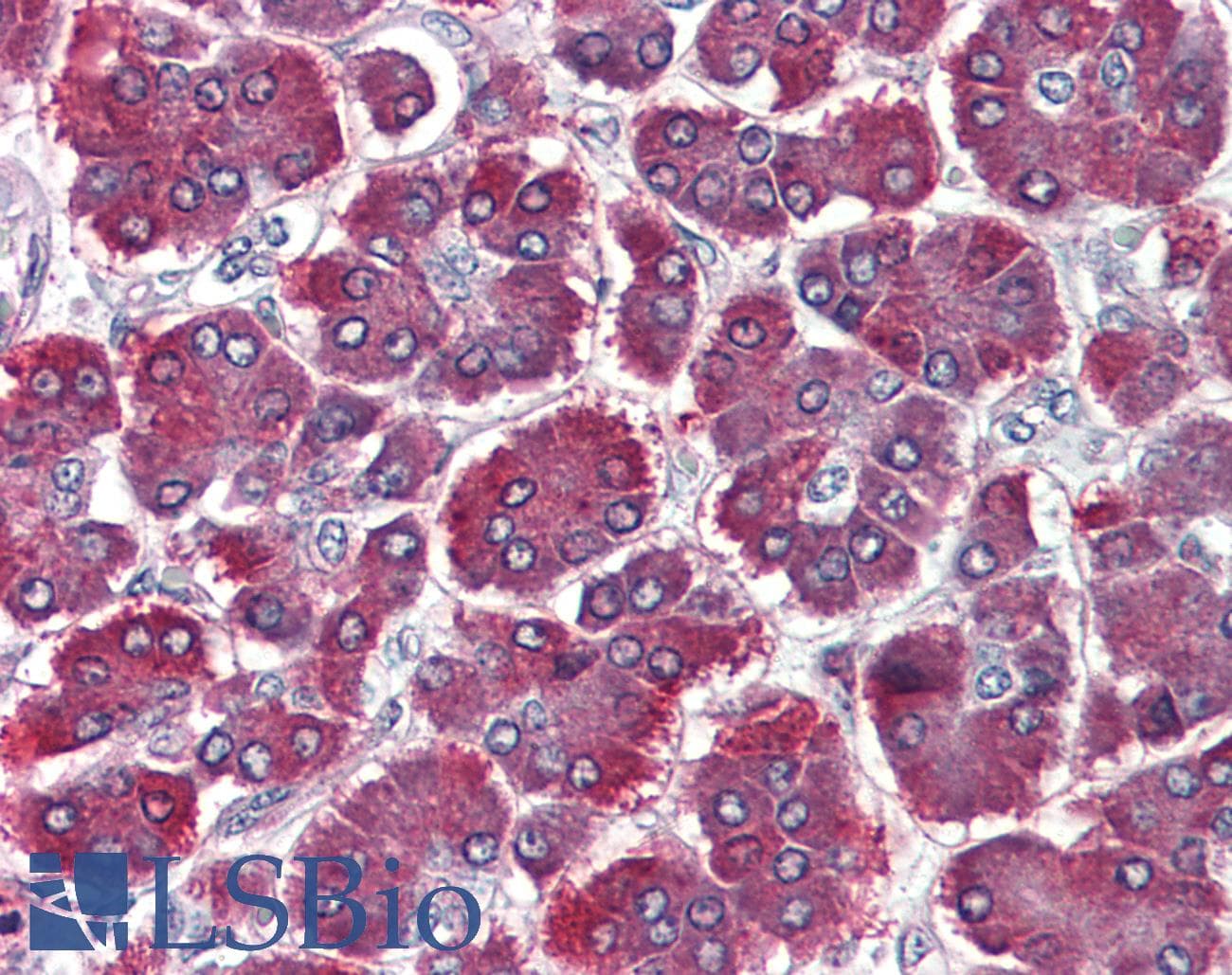 IHC-plus™ Trypsin Antibody (clone TRYP11-224.3)