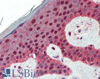 IHC-plus™ Polyclonal Rabbit anti-Human POLK / DNA Polymerase Kappa Antibody (aa775-825, IHC)
