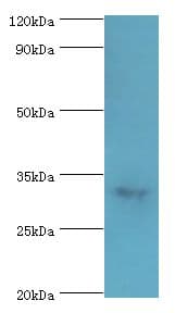 CASP6 / Caspase 6 Antibody (aa24-293)