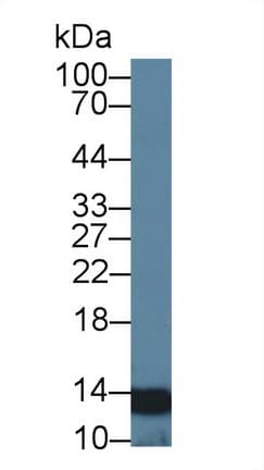 NUTF2 / PP15 Antibody