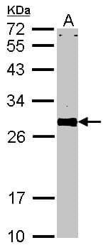 VAP33 / VAPA Antibody