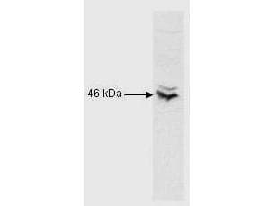 Polyclonal Rabbit anti-Human RFX5 Antibody (N-Terminus, WB)