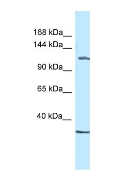 ZBTB38 Antibody (aa1074-1123)