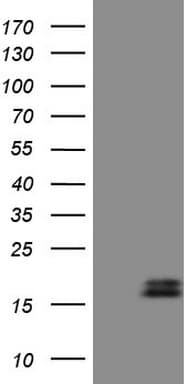 NPPB / BNP Antibody (aa27-102, clone OTI7A8)