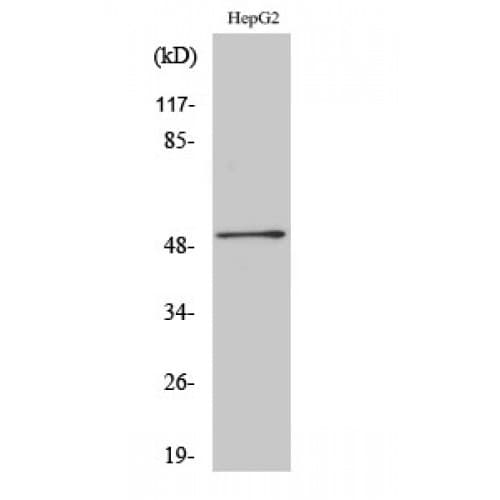 Polyclonal Rabbit anti-Human HNF4 Alpha+Gamma Antibody (60-140 aa, Internal, IHC, WB)