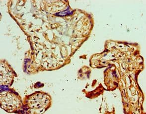GSTM4-4 / GSTM4 Antibody (aa1-218)