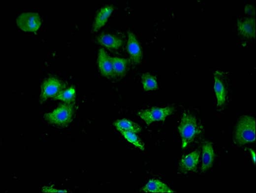 HTR3A / 5-HT3A Receptor Antibody