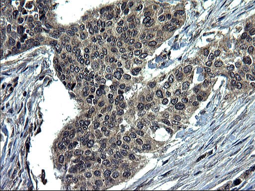 CEP68 Antibody (clone OTI5D8)