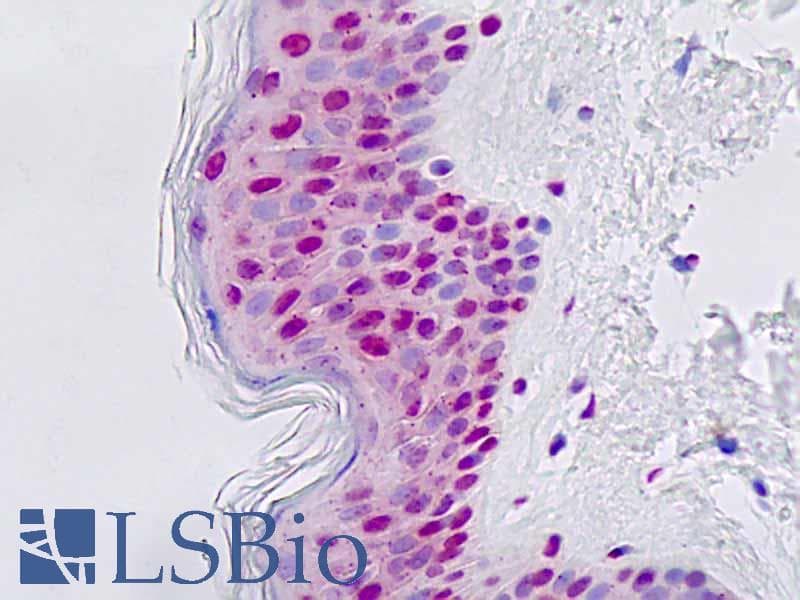 IHC-plus™ GTF3C3 Antibody (aa101-150)