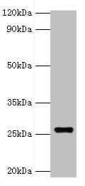 GSTA4 Antibody (aa93-222)