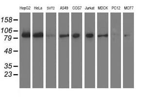 ERCC4 / XPF Antibody (clone UMAB21)