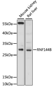 RNF144B Antibody