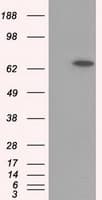 IHC-plus™ GPI Antibody (clone 4B11)