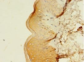 MLANA / Melan-A Antibody (aa48-118)