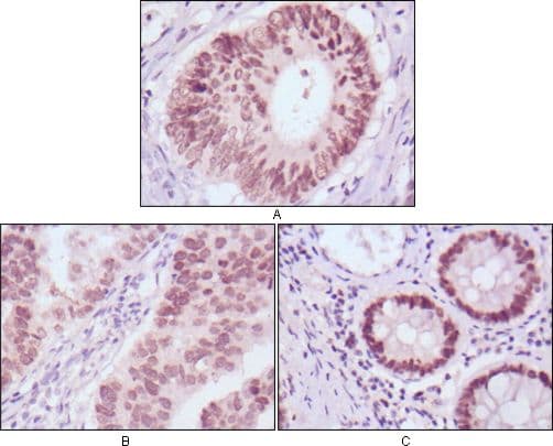 FOXA2 Antibody (clone 7H4B7)