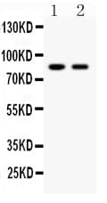 Mitofusin 2 / MFN2 Antibody (aa601-757)