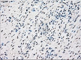 RAD9A / RAD9 Antibody (clone OTI5D9)