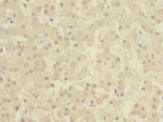 BTN1A1 Antibody