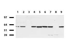 IRF6 Antibody (clone UMAB106)