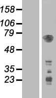 PDPK1 / PDK1 Protein (Over-Expression Lysate Myc-DDK (Flag))