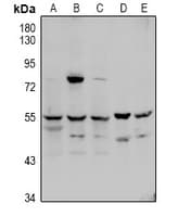 F10 / Factor X Antibody