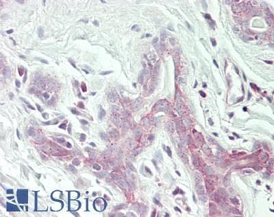 IHC-plus™ EIF2S2 Antibody (aa75-125)