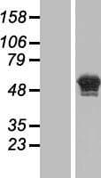 CASC4 Protein (Over-Expression Lysate Myc-DDK (Flag))