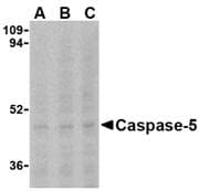 CASP5 / Caspase 5 Antibody